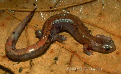 Plethodon dorsalis