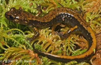 Plethodon dunni