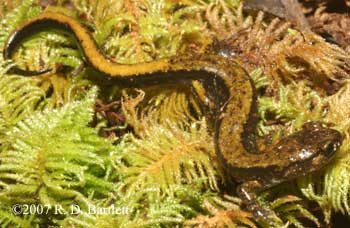 Plethodon dunni