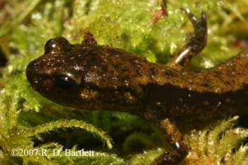 Plethodon dunni