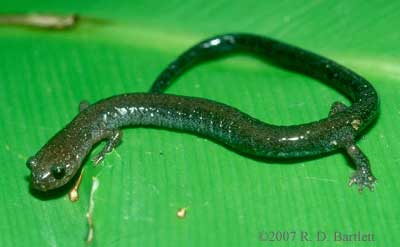 Plethodon electromorphus