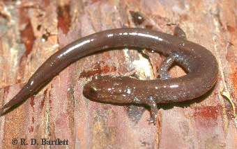 Plethodon elongatus