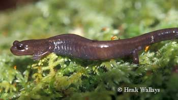 Plethodon elongatus