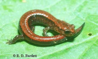 Plethodon elongatus