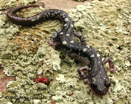 Plethodon fourchensis