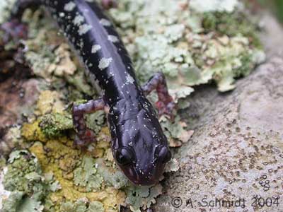 Plethodon fourchensis