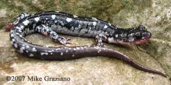 Plethodon fourchensis