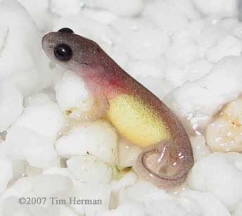 Plethodon glutinosus hatchling