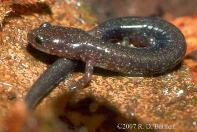 Plethodon hoffmani