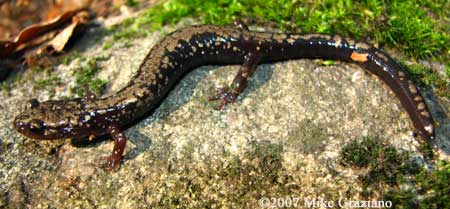 Plethodon hubrichti