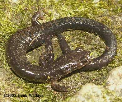 Plethodon hubrichti