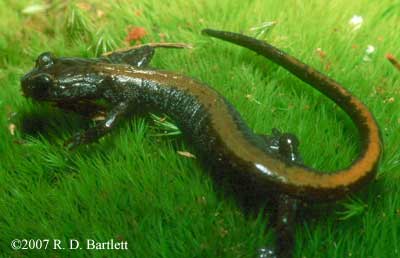 Plethodon amplus