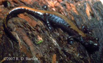 Plethodon idahoensis