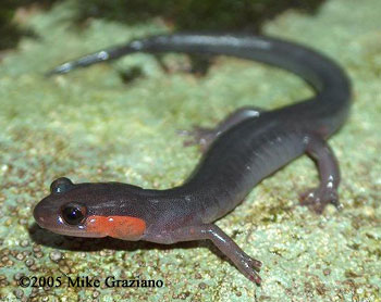 Plethodon jordani