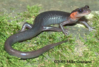 Plethodon jordani