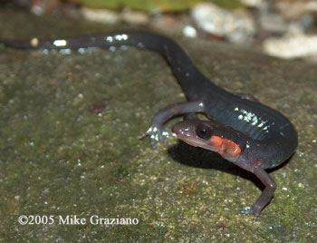 Plethodon jordani