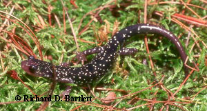 Plethodon kentucki