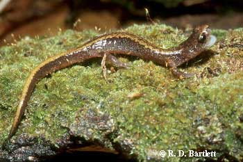 Plethodon larselli