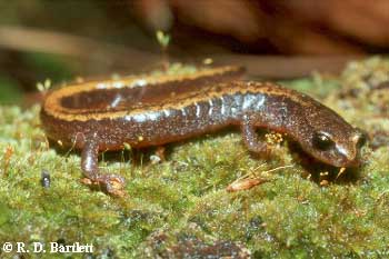 Plethodon larselli