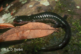 Plethodon meridianus