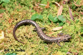 Plethodon metcalfi