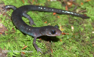 Plethodon montanus