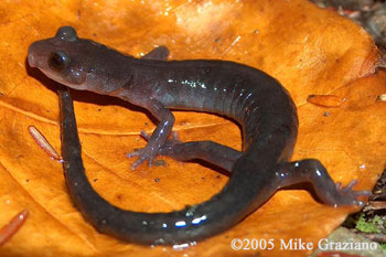 Plethodon montanus