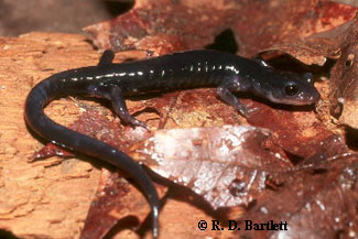 Plethodon montanus