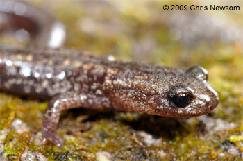 Plethodon neomexicanus