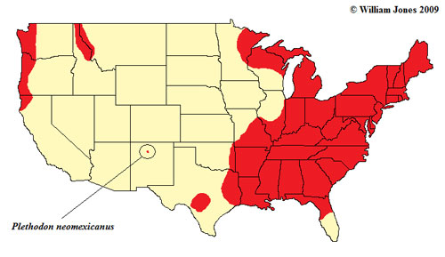 Plethodon neomexicanus
