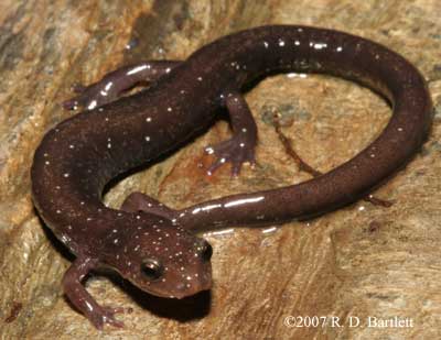 Plethodon nettingi