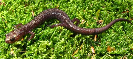 Plethodon nettingi