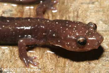 Plethodon nettingi