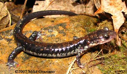 Plethodon ouachitae