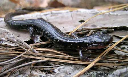 Plethodon ouachitae