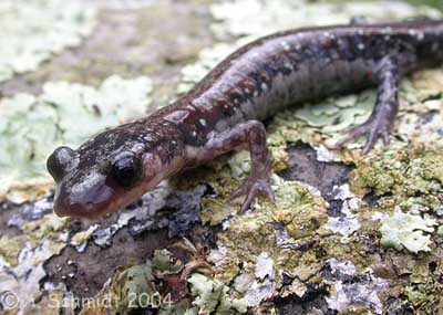 Plethodon ouachitae