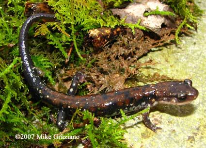 Plethodon ouachitae