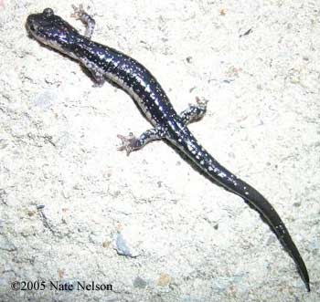 Plethodon ouachitae