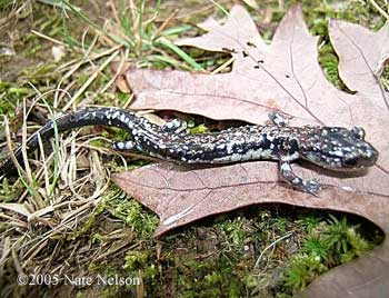 Plethodon ouachitae