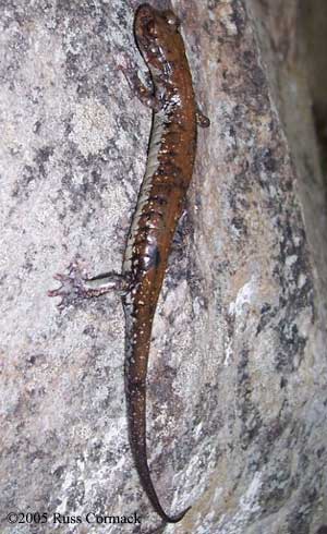 Plethodon petraeus