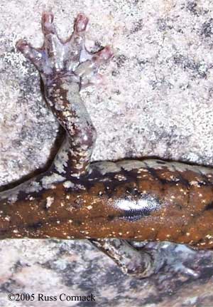 Plethodon petraeus