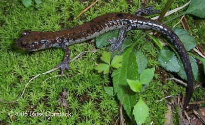 Plethodon petraeus