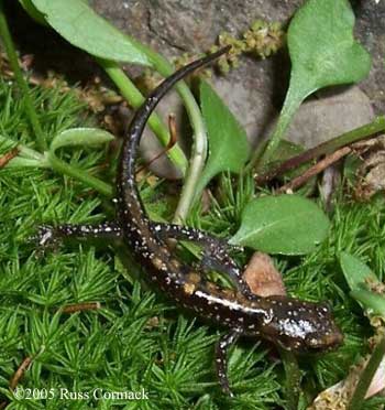 Plethodon petraeus