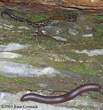 Plethodon petraeus