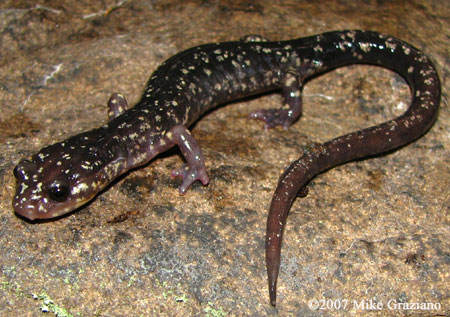 Plethodon punctatus