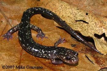 Plethodon punctatus