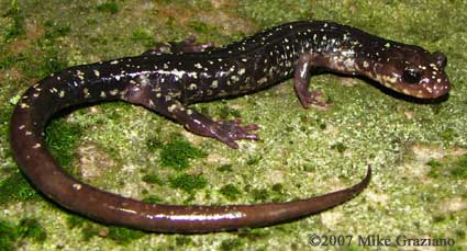 Plethodon punctatus