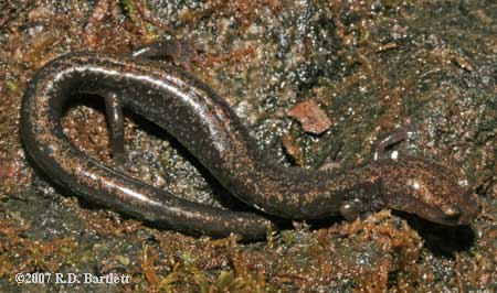 Plethodon richmondi