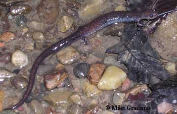 Plethodon richmondi