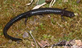 Plethodon richmondi